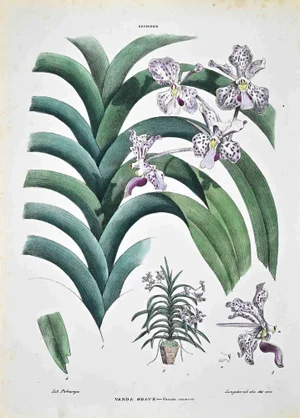Vincenzo Tenore, The Orchids, Lithograph, 1870s