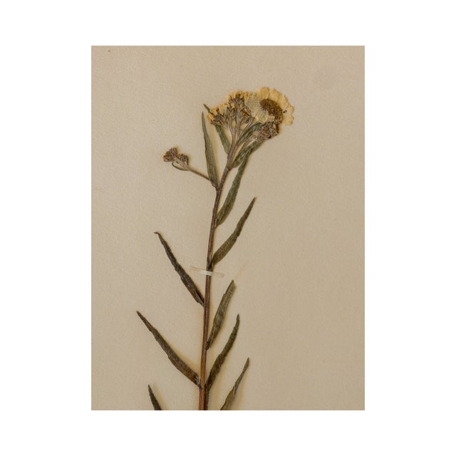 Antique Swedish Herbarium - Yarrow, circa 1908