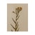 Antique Swedish Herbarium - Yarrow, circa 1908
