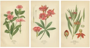 Botanical Prints, 1897, Paper, Set of 3