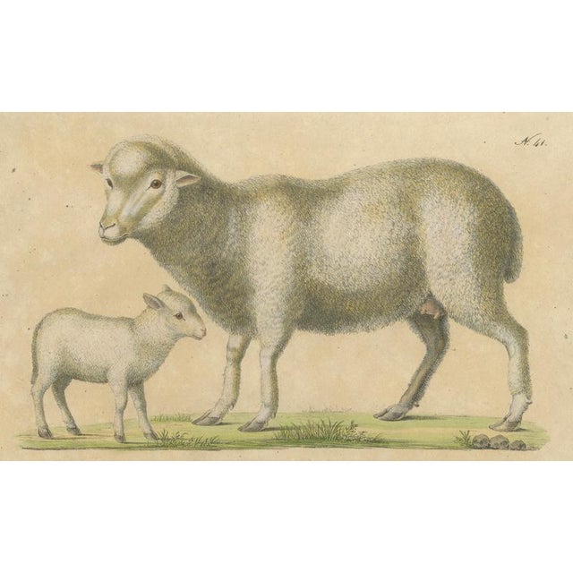 Brodtmann, Spanish Sheep, Ewe, Lamb & Ram, Lithograph, 1816 For Sale - Image 4 of 9