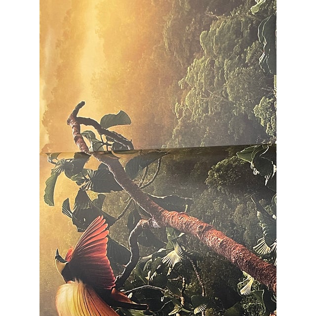 Birds of Paradise Coffee Book Superb Illustrations For Sale - Image 4 of 8