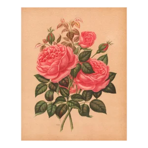 1858 French Antique Botanical Chromolithograph-Pink Roses, Matted, Documentation