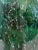 Green Porcelain Egg Brass Stand For Sale In Miami - Image 6 of 13