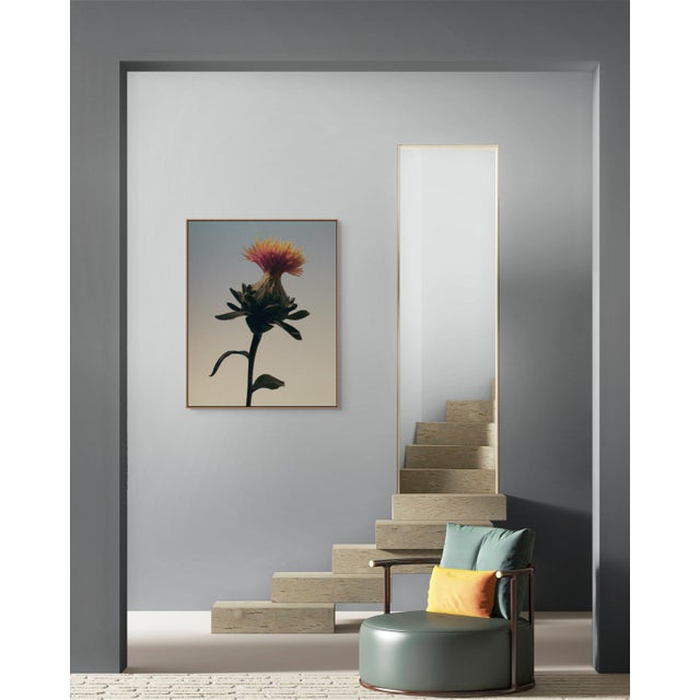 Exclusively available in the U.S. through ART AT HOME, Carthamus Tinctorius is a contemplative floral still life by...