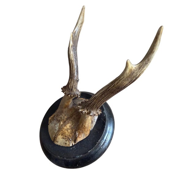 Cabin Roe Deer Trophy 127 Black Foret Antlers For Sale - Image 3 of 5