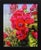 Blooming Eyes 2 by Anna Wypych | Oil on Panel Red flowers with eyes in the center. For Sale