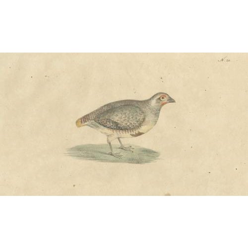 Paper Karl Joseph Brodtmannm, Game Birds, 1816, Lithograph For Sale - Image 7 of 10