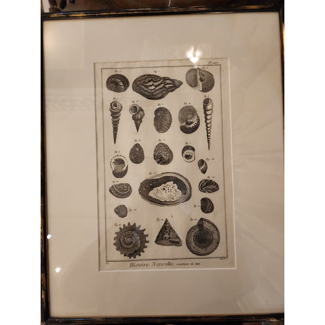 Copper Etching by Danioto for "Histoire Naturelle", Published 1751 in Paris Coquilles De Mer Reproduction For Sale In Seattle - Image 6 of 8