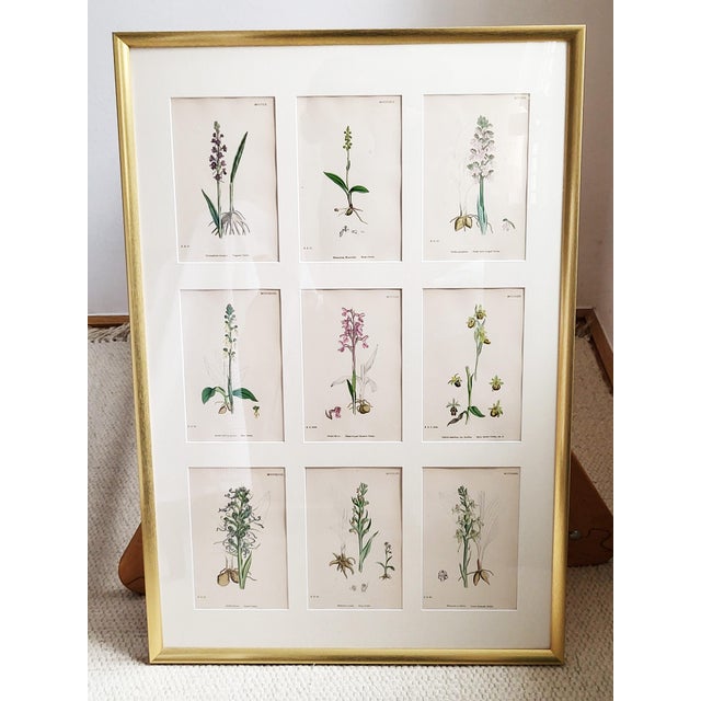 Orchids, 19th Century, Hand Coloured Print Montage For Sale - Image 18 of 18