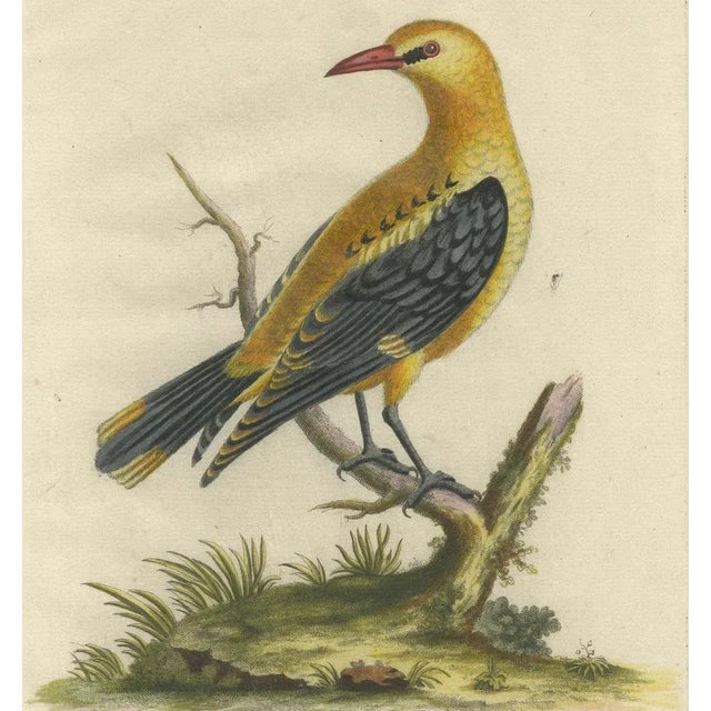 Seligmann, Regal Golden Thrush Perched, 1749, Print For Sale - Image 4 of 7