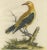 Seligmann, Regal Golden Thrush Perched, 1749, Print For Sale - Image 4 of 7