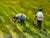 British 20th Century Landscape Oil Painting, Strawberry Pickers Harvesting in West Sussex South Downs For Sale - Image 15 of 18