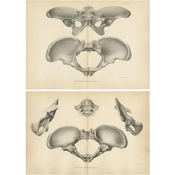 Late 19th Century Marsh, Paleontology Illustrations of a Dinoceras Mirabile, 1886, Prints, Set of 2 For Sale - Image 5 of 5