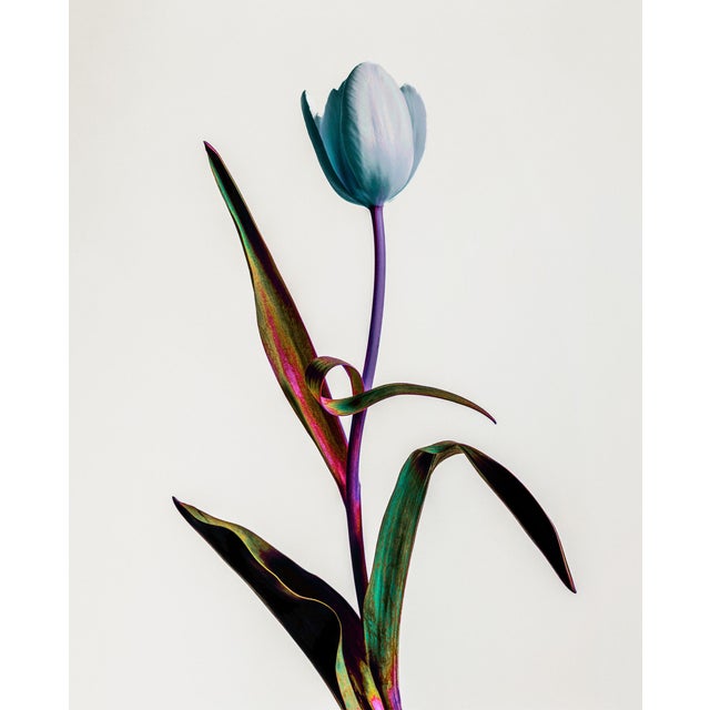 Guy Sargent, Tulip Mania, Print For Sale - Image 6 of 6