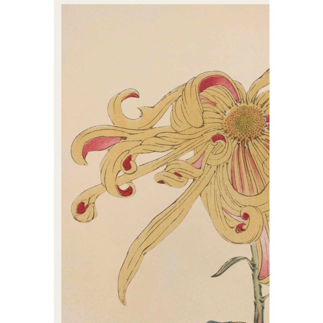 This graceful Golden Spider Chrysanthemum is reproduced from Keika Hyakugiku, Plate 11 (1893), the celebrated botanical...