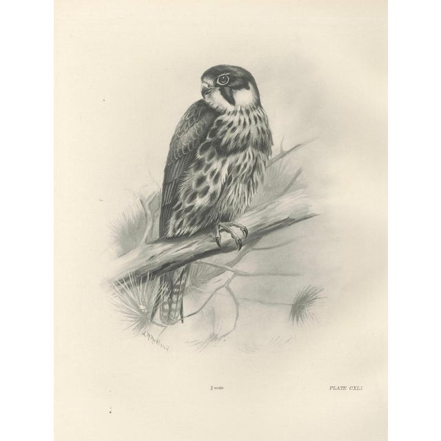 Lilian M. Medland, Eurasian Hobby Falcon, 1908, Monochrome Ornithological Plate on Paper For Sale - Image 3 of 10