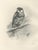 Lilian M. Medland, Eurasian Hobby Falcon, 1908, Monochrome Ornithological Plate on Paper For Sale - Image 3 of 10