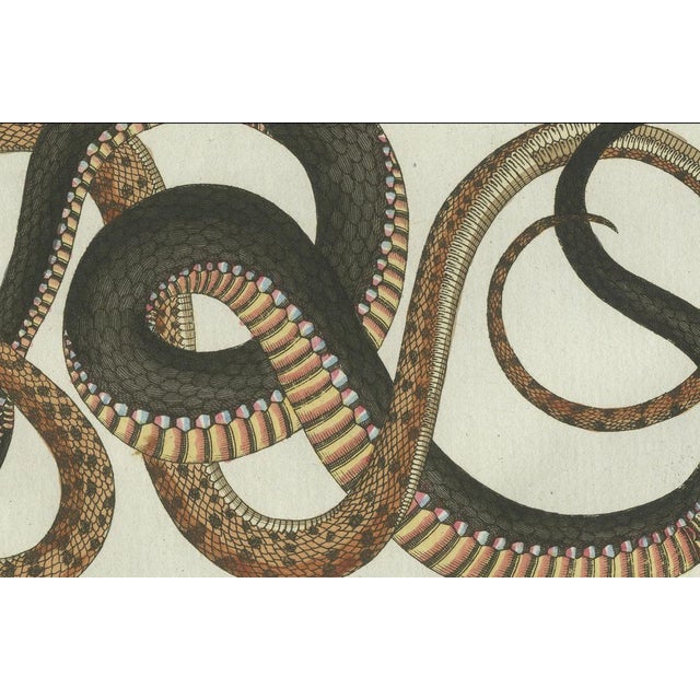 Early 19th Century Bertuch, Four Exotic Snakes, 1802, Engraving For Sale - Image 5 of 10