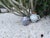 Cobalt Grid Italian Ceramic Vase For Sale In Tampa - Image 6 of 6