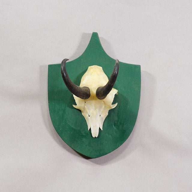 Rustic European Antique Black Forest Chamois Trophy on Green Plaque - Salem Germany 1900 For Sale - Image 3 of 7