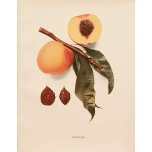 1900s U. P. Hedrick, Original Antique Photogravure of Wheatland Peaches