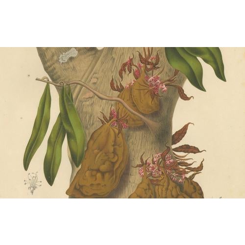 Berthe Hoola van Nooten, Namnam Tree, 1880, Chromolithograph For Sale - Image 4 of 7