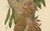 Berthe Hoola van Nooten, Namnam Tree, 1880, Chromolithograph For Sale - Image 4 of 7