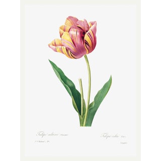 Tulip by Pierre-Joseph Redouté, Vintage Botanical Art Print, 24" X 32" For Sale