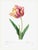 Tulip by Pierre-Joseph Redouté, Vintage Botanical Art Print, 24" X 32" For Sale