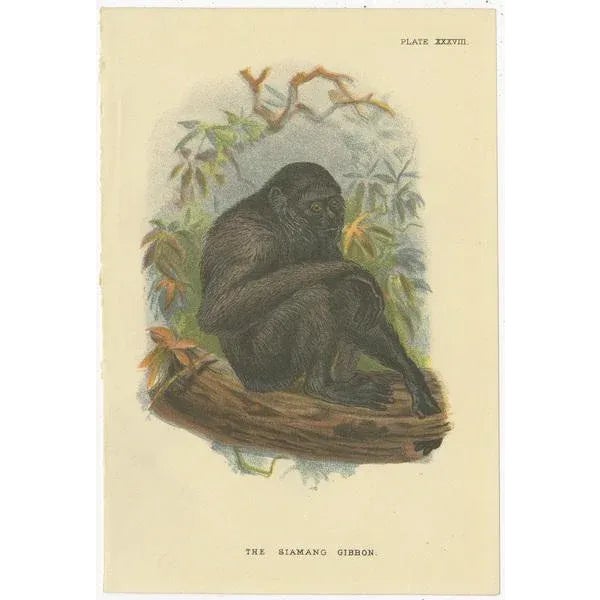Lloyd, Illustrations of Various Monkey Species, 1894, Set of 8 For Sale - Image 6 of 10