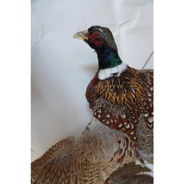 Taxidermy Flying Pheasant For Sale - Image 4 of 6