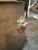 Brass Lions Head Footed Planter/Log Holder For Sale - Image 4 of 4
