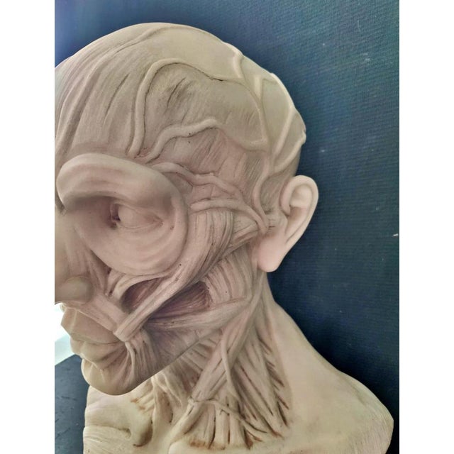 Stone After Houdon, Anatomical Bust, Carrara Marble For Sale - Image 7 of 12