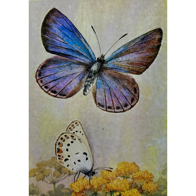 Yellow Set of 16 - 1980's Framed Original Butterflies Prints For Sale - Image 8 of 13