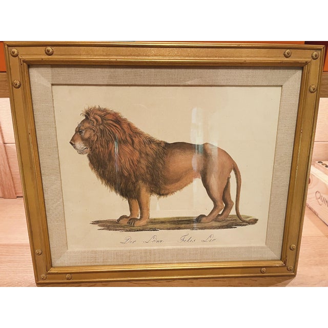 Early 20th Century Karl Joseph Brodtmann Lithographs of Big Cats - A Pair For Sale - Image 5 of 9