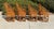 Mid 20th Century Vintage Rattan Bamboo Brighton Pavillion Chairs With Caned Seats, a Set of 4 For Sale - Image 5 of 11