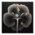 Dipsacus Laciniatus Flower No. 2 — Black and White Vintage Botanical Photography Print For Sale