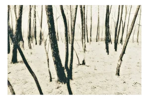French Trees,Photograph, 1997