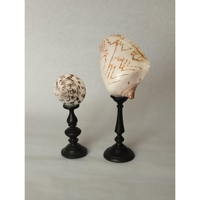 Vintage Real Seashells on Black Wooden Stands, 1960s, Set of 2 For Sale - Image 3 of 3