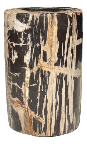 Small Side Table in Petrified Wood, Black Heartwood, Bark with Black and Beige Streaks, 1980s