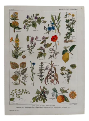 Maurice Dessertenne, Medicinal Plants, 1920s, Lithograph