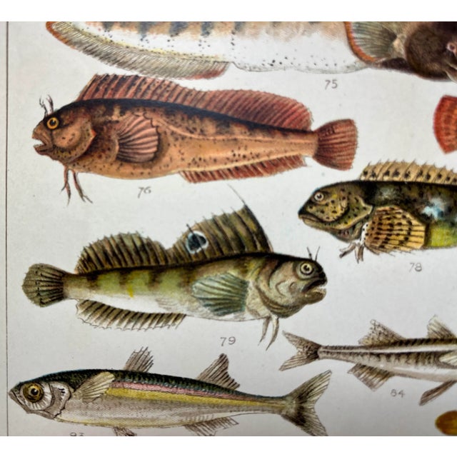 Antique Fish Print From England Featuring Catfish, Tompot, Shanny and Varieties of Blenny & Atherine Fish - Circa 1902 For Sale In Dallas - Image 6 of 12