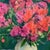 Jeanne Lauvernay‑Petitjean French Impressionist Oil on Canvas “Still Life With Flowers” – Signed For Sale - Image 4 of 6
