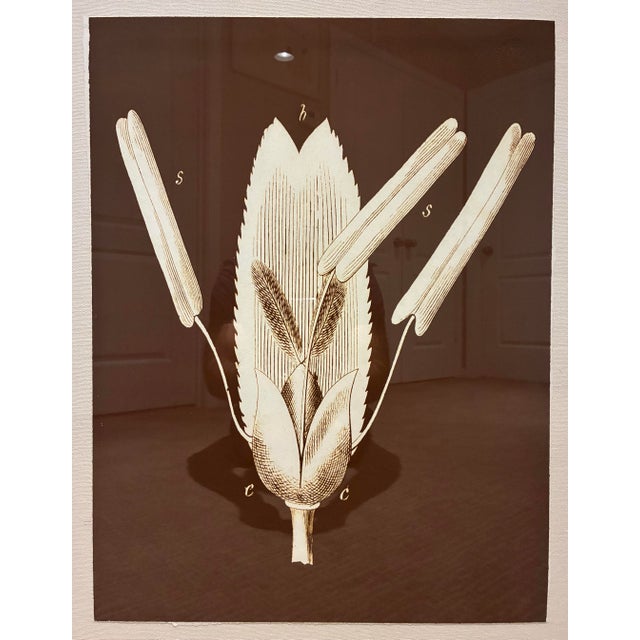 A sophisticated framed botanical study by Natural Curiosities, featuring an intricate ivory botanical illustration against...