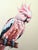 Original Hand-Painted Cockatoo Painting in an Antique Victorian Frame For Sale - Image 4 of 4