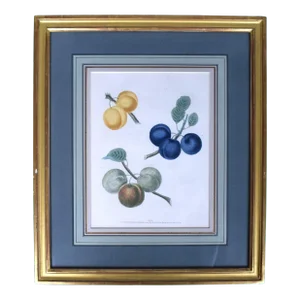 Mid 19th Century George Brookshaw Fruit Cluster, Pl XII, Framed