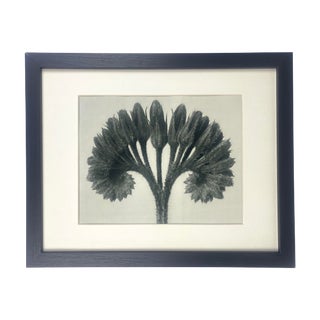 Framed Antique Botanical Blossfeldt Print - No. 93 For Sale