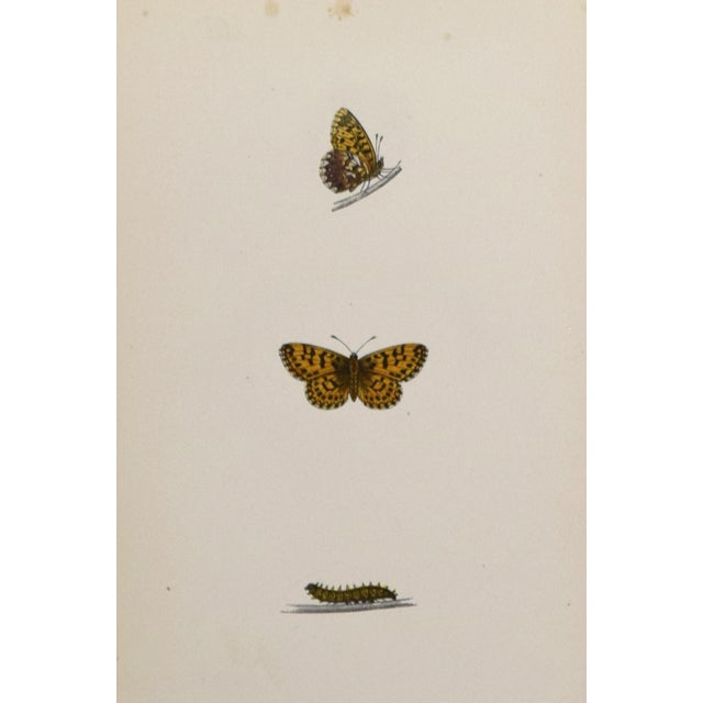 19th Century Antique Morris Butterfly Print Hand Colored Lithograph 1853 For Sale - Image 4 of 4