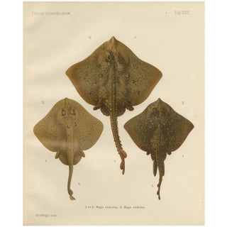W. v. Wright, Thornback and Starry Rays from Pisces Scandinaviae, 1895, Lithograph For Sale
